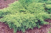 Juniperus chinensis Pfitzeriana