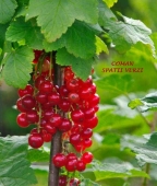Ribes Rubrum (coacaz rosu), h= ~120 cm