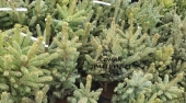 Brazi argintii Picea pungens Glauca, H= 40-50 cm/ 60-80 cm