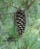 Pinus wallichiana (pin de Himalaia), h= 40-60 cm