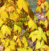 Acer cappadocicum Aureum, h=230-260 cm