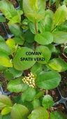 Aronia prunifolia "Viking", h= 35-50 cm