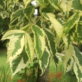Acer negundo Aureomarginatum, h= 175-200 cm