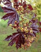 Acer platanoides Crimson King (Artar rosu), h = ~ 4 m